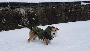 Staff sleep overnight at Limerick Animal Welfare