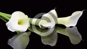 Deaths in Limerick - June 20, 2020