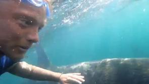 WATCH: Spectacular footage of man swimming with sharks off Clare coast