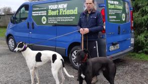 Limerick greyhound community promoting greyhounds as pets