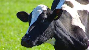 There won't be a cow milked in Limerick or Cork on Sunday - relief milkers in short supply!