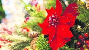 Green Fingers: Blooming good ideas for the holiday season 