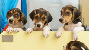 From  home-made pup-sicles to sunscreen - how to keep your dog safe during a heatwave