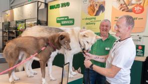 New campaign launched to help rescue and rehome Irish husky dogs
