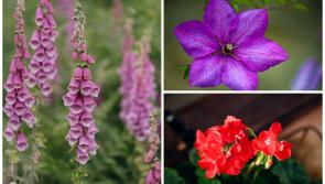 EXPLAINER: What plants in your garden are poisonous to pets 