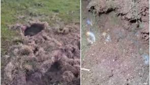 WATCH: People baffled by odd creatures ripping up gardens as strange footage emerges