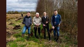 Green Limerick: Non-profit group supports native tree planting project