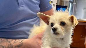 Limerick gardai on Paw Patrol follow a good lead to return roaming dog