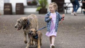 'Fantastic day out': New national dog show comes to Bunratty Castle and Folk Park