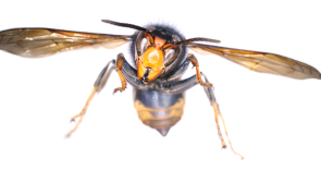 Ireland&rsquo;s battle with invasive species intensifies as &lsquo;Asian Hornet&rsquo; adds a new layer of concern