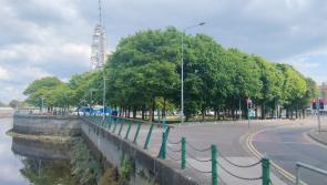 Limerick's An Taisce branch to hold lecture on thorny issue of trees locally