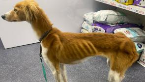 Dog found in horrific condition 'couldn&rsquo;t understand' kindness