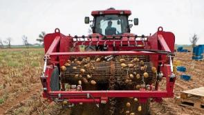 Don't Mind Me: Our love affair with the humble spud is over     