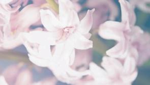 Deaths in Limerick - July 24, 2018