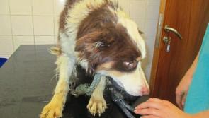 Limerick farmer fined after admitting animal cruelty offences