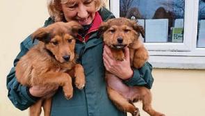 WATCH: 'Cruelly dumped' puppies in County Limerick 'now out of danger'