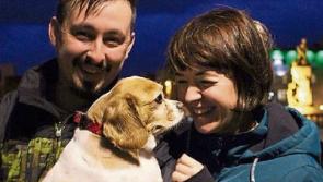 Calling all canine fans! An Instagram page dedicated to Limerick's top dogs