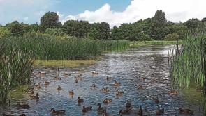 Election candidate warns invasive species will cause Limerick wetlands to 'waste away' 