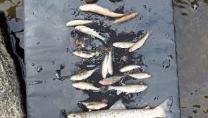 &lsquo;Serious fish kill&rsquo; in County Limerick started in Cork farm