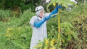 Alien species lands in County Limerick