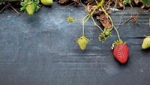 Green Fingers: Gardening time is hitting its stride