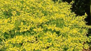 Summer shrub that is full of colour