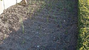 Into the swing of summer