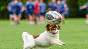 Munster chase fourth Guinness Pro12 title&nbsp;