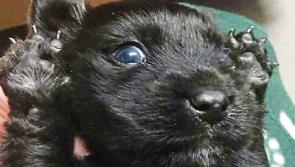 Gardai investigate animal cruelty as litter of pups left in bag to die in Newport