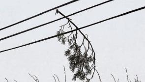 Yellow weather alert for Limerick as Met &Eacute;ireann predicts strong winds