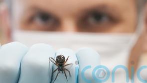 NUIG scientists publish first record of noble false widow spider feeding on bat