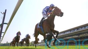 Blue Rose Cen blooms with Classic glory