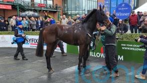 Anzadam look another smart one for Willie Mullins in State Man colours