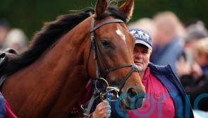 Stallions star in Ireland despite weather challenges