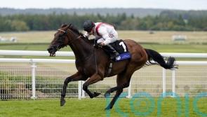 William Haggas considering Hamish plans