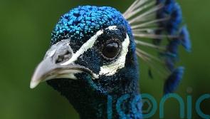 &lsquo;Indefensible&rsquo; that housing charity spent funds on enclosure for two peacocks