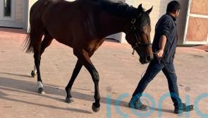 Quddwah primed for Abu Dhabi debut