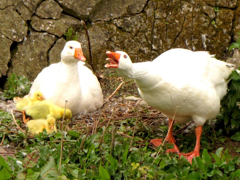 Cahir is looking great but please keep well back from the geese