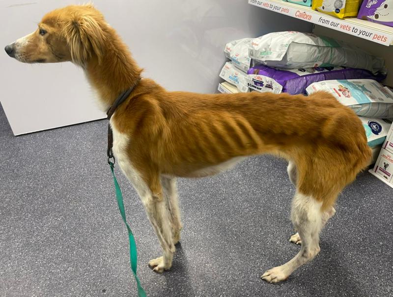 Dog found in horrific condition 'couldn&rsquo;t understand' kindness