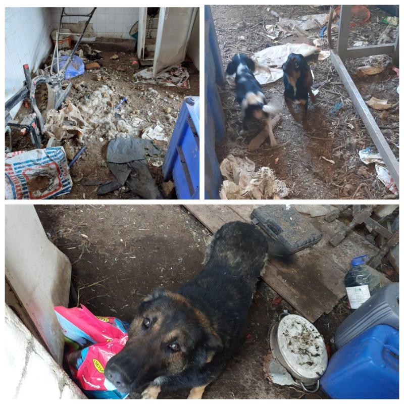 Laois farmer had dead animals in yard with dogs 