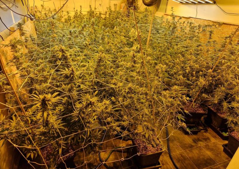 Three males charged following seizure of &euro;700,000 worth of cannabis in Roscommon