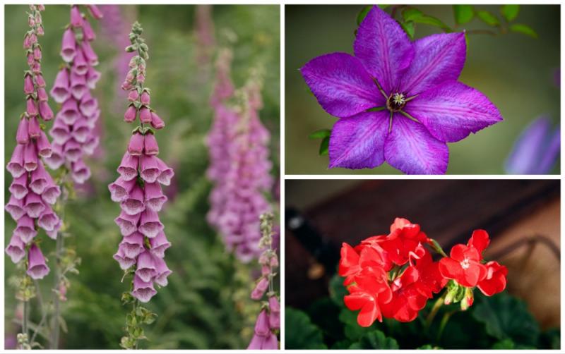 EXPLAINER: What plants in your garden are poisonous to pets 