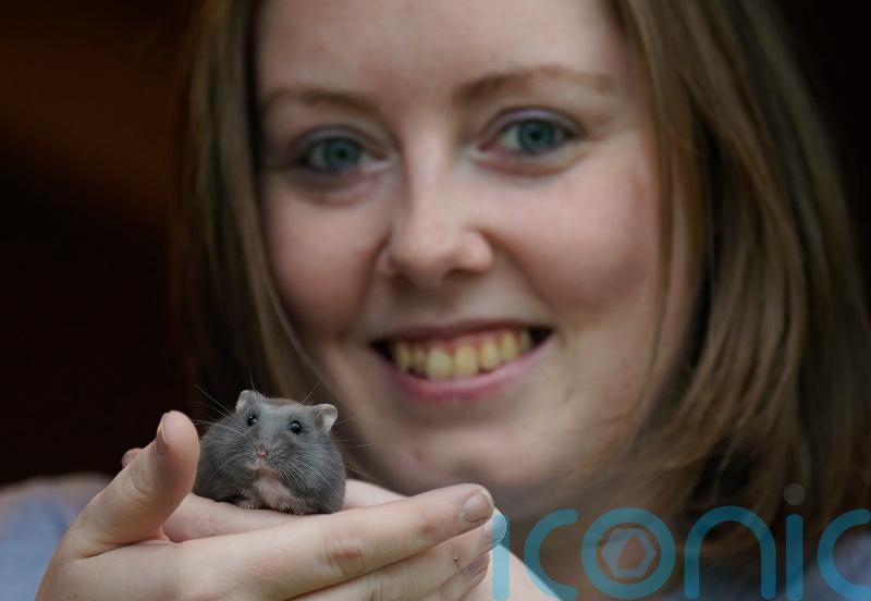 Irish hamster charity advises owners to consider &lsquo;ethical care&rsquo; approach